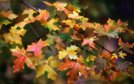 осень, leaf, коллекция, osinut, maple, листьев, смотреть, user, ed