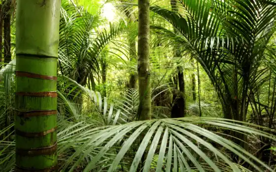 джунгли, зелень, бамбук, кружева, темный, смежный, цвет, влажная, лоза, лист