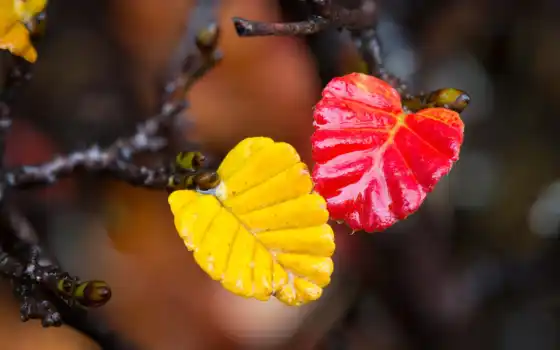 осень, makryi, live, branch, лист, род