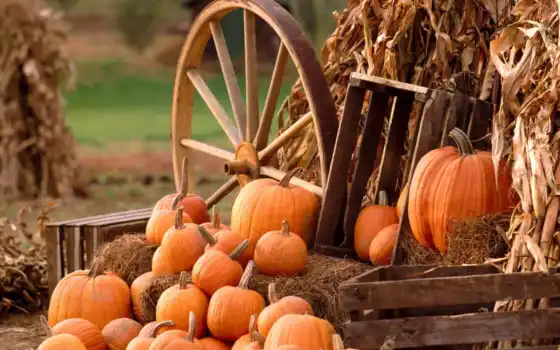 тыква, эда, осень, пасти, колесо, эрма, хэллоуин, сено, оранж, напиток
