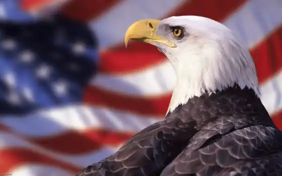 орлан, флаг, птица, американский
