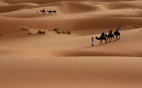 пустыня, караван, караваны, верблюды, пески,