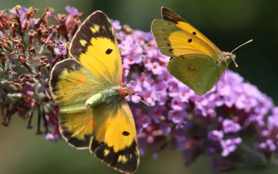 бабочки, бабочка, цветах, красивые, desktop, screensaver, widescreen, butterflies, 