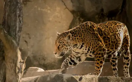 jaguar, funart, proyaguar