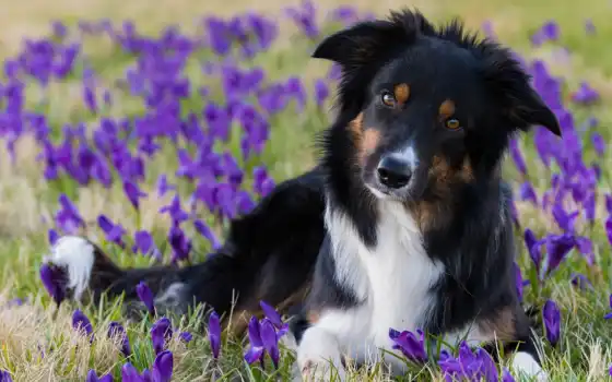 собака, весна, цветы, pic, крокус, заставок