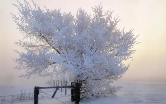 дерево, снег, winter, природа, иней