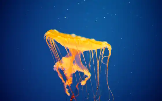 аквариум, art, zhivotnye, медузы, желтая, streaks,, 