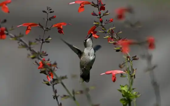 колибри, птица, цветы