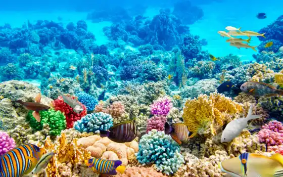 коралл, риф, рыба, подводный мир, жизнь, природа, парк, море