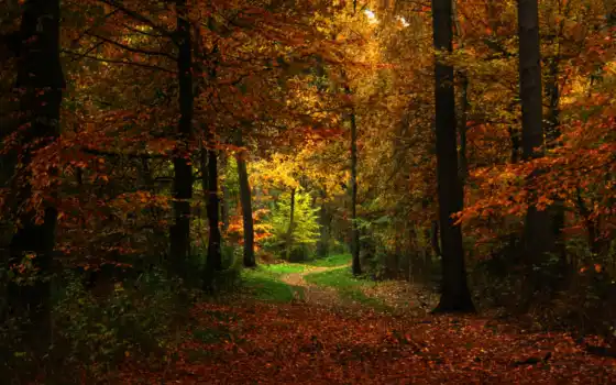 осень, природа, тропинка, лес, картинка, 