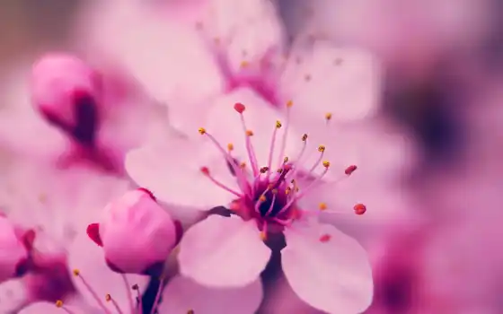 цветы, flowers, soft, природа, desktop, пастель, розовый, high, mobile, 
