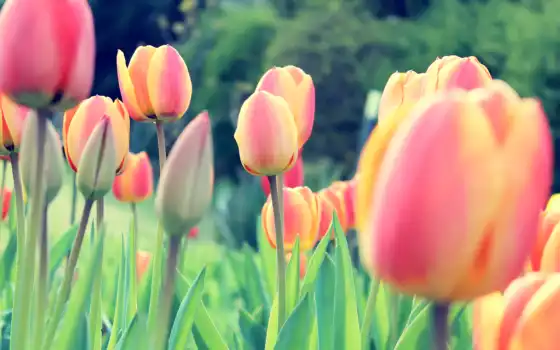 parede, tulipas, papael, flores, para, virág, tulipa,