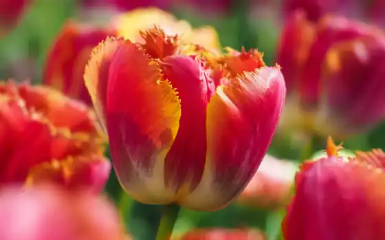 тюльпан, весна, цвет, красный, русский