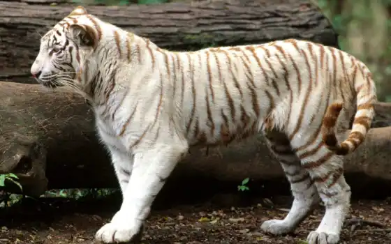 тигр, белый, животное