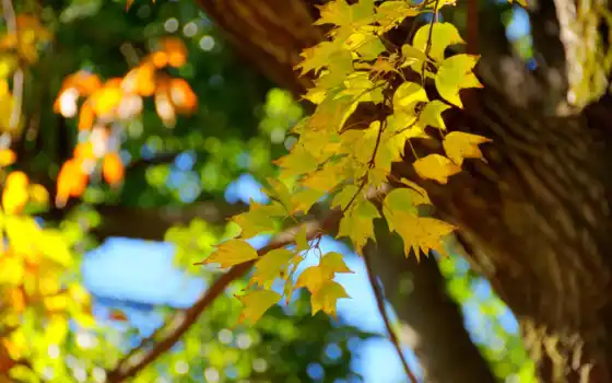 осень, листва, branch, макро, trees, android, природа, mac, листья, 