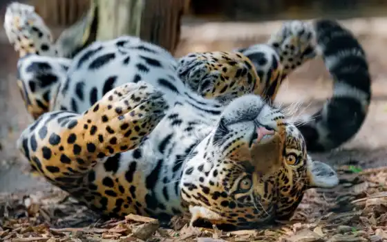 jaguar, твердый, животный, см., рога, паслии, четвертый, взгляд, взгляд