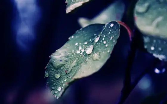 дождь, drop, лист, water, makryi, природа, цветы, plus, хороший, leaf, например