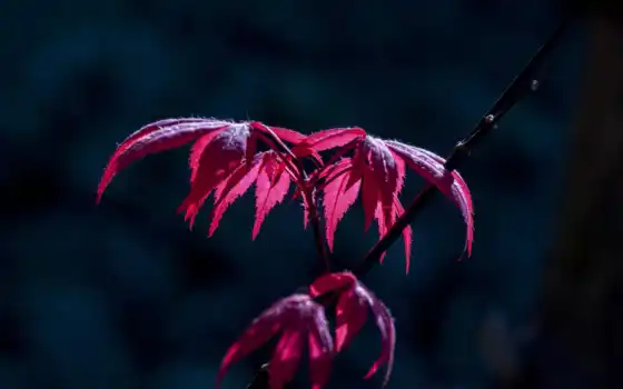 осень, лист, branch, darkness, пожаловаться, makryi, maple, хороший, красное