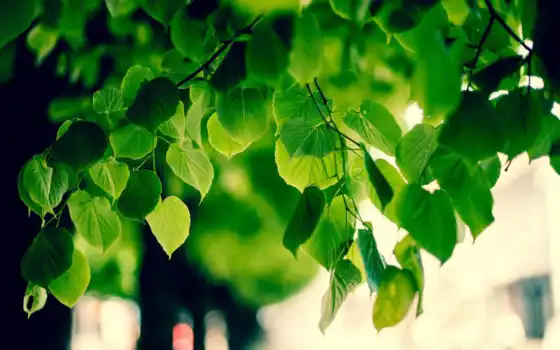 лист, природа, листва, oir, дерево, красивый