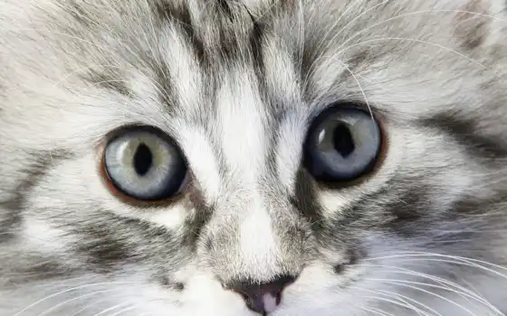 кот, глаз, кошка, животное, полосатый