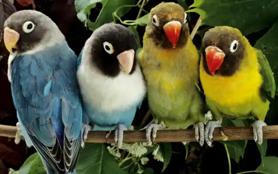 попугаи, обои, животные, птицы, фото, обоев, найде