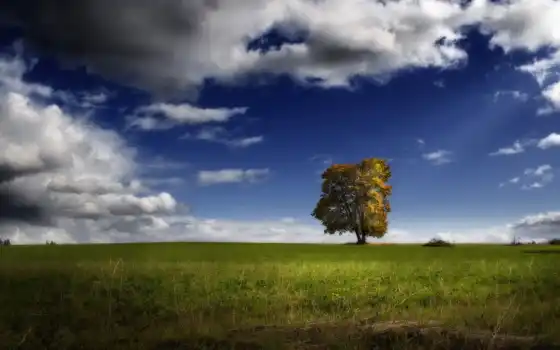 дерево, поле, природа, растения, трава, кубка, деревья, облака, небо, поля, хд, трава, пласт,