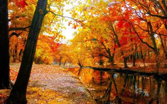 осень, река, лес, деревья, парк,