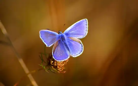 бабочка, красивый, фото, zaryaditsya, positive