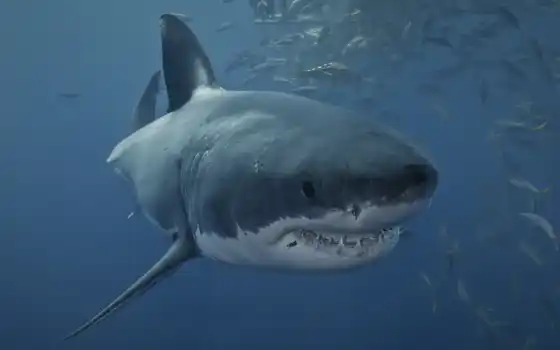 акула, white, great, хищник, underwater