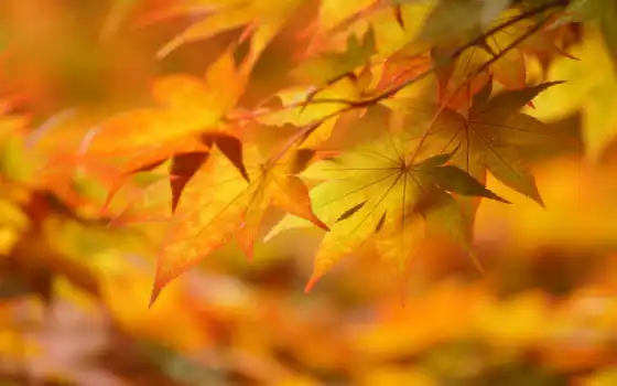 макро, осень, желтые, листья, настроение, картинка, 