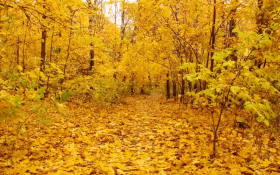 осень, золотистый, лес