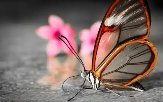 много, бабочка, лет, интересно, бабочки, fact, seed, одном, вида, row, месте, зависит, откладывает, 