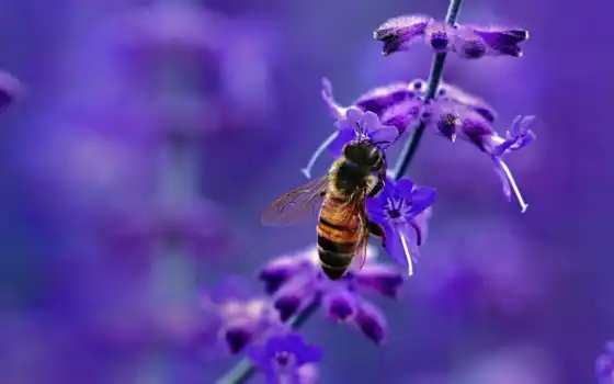 purple, пчелка, цветы