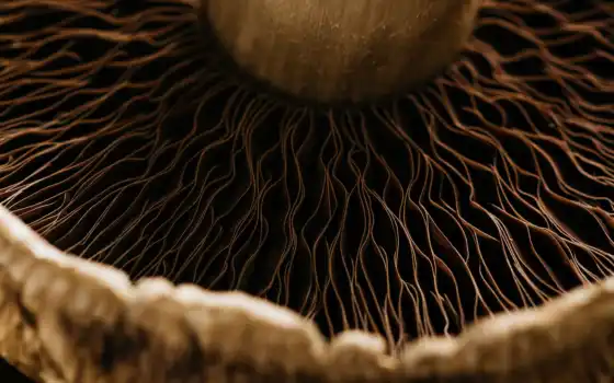 mushroom, mexico