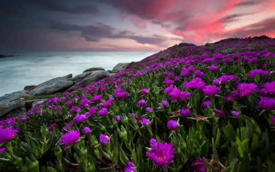 цветы, purple, ocean