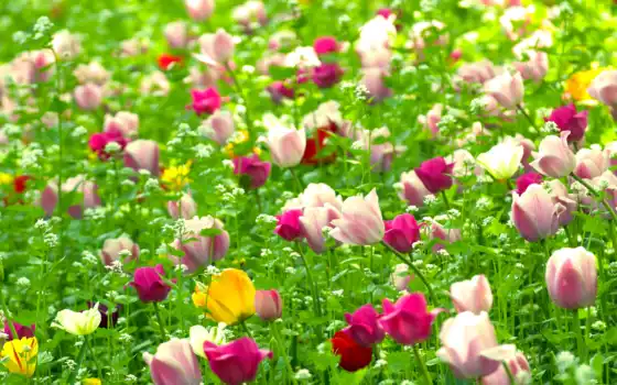 тюльпаны, чулки, поле, род, весна, лет,
