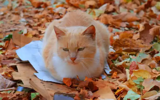 осень, кот