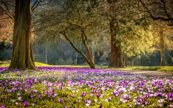 парк, цвет, весна, фиолетовый, хлопок