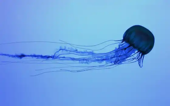 мире, самая, медузы, jellyfish, опасная, 