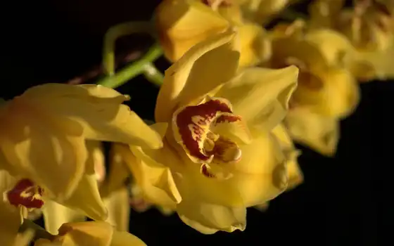 orquídeas, orquídea, orquideas, ecuador, pantalla, fotos, las, sweetos, орхидея,