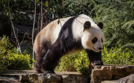 панда, медведь, медведи, панды, бесплатные, животных, страница, бамбук, 