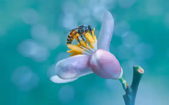 пчелка, цветы, abeille, насекомое, leaf, plan, arrière, fond, мед, animau, shelton