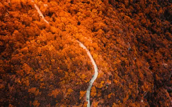осень, бесплатный, лес, склон, дерево, передний край, вершина горы