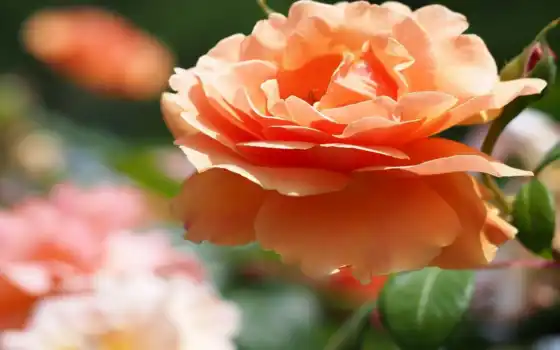 ,цветок,роза,оранжевый,