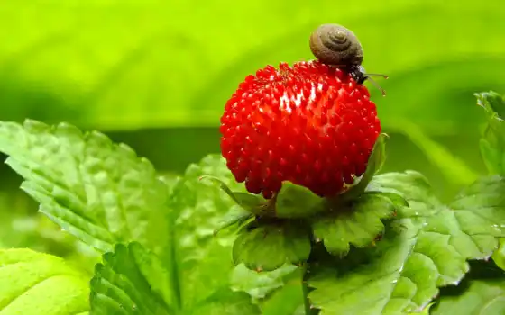 плод, макро, зелёный, juice, snail, природа, 