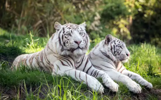 тигры, белые, животные, двое, тигры, тигры,