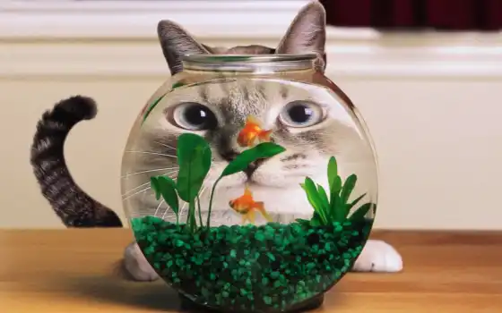кот, аквариум, забавный, золотая рыбка, изображение, рыба
