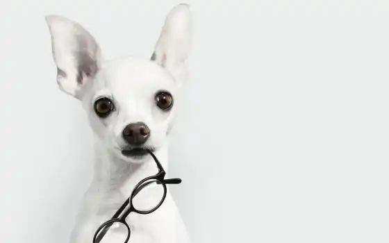 собака, солнцезащитные очки, с, настольные, широкоэкранные, скачать, очки,