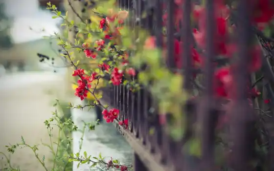 забор, цветы,