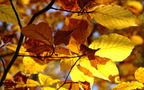 природа, осень, деревья, макро, осенние, листья, фотографии, 